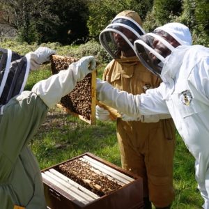 i0JuVs0nQ3ugXdJOtiiQ_Beekeeping image slider (7)